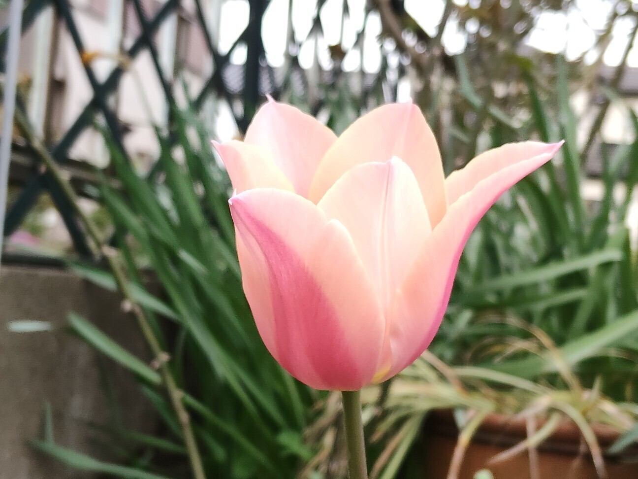 f:id:bluemoonbell:20260405130949j:image