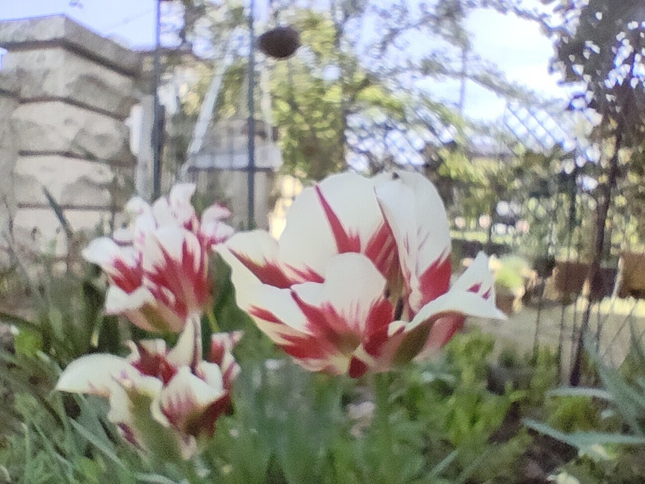 f:id:bluemoonbell:20260418163325j:image