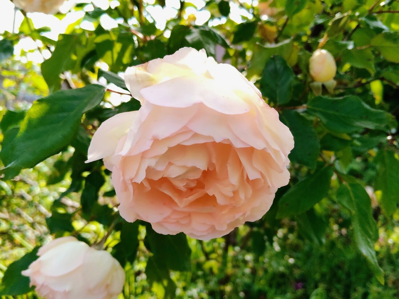 f:id:bluemoonbell:20260502164058j:image