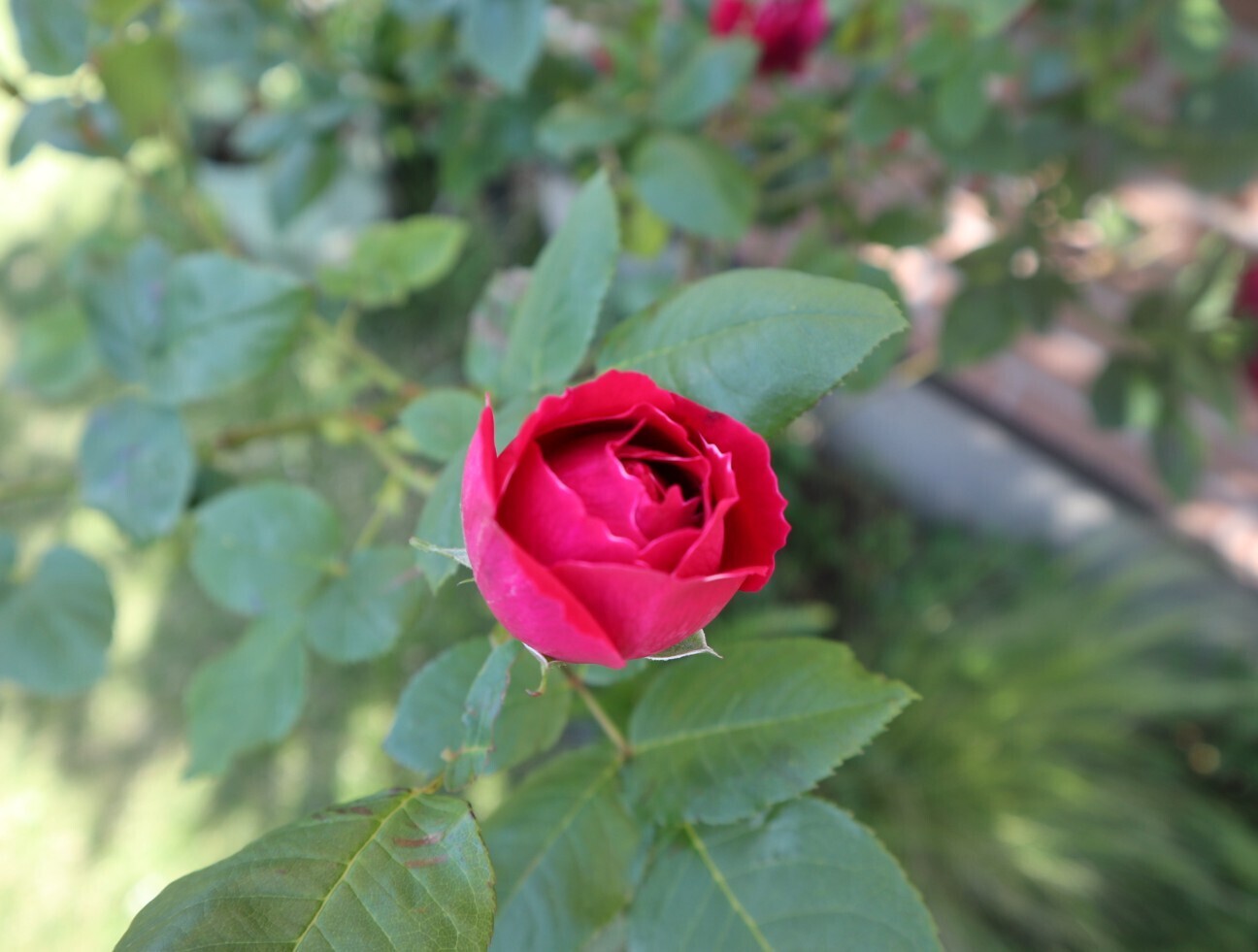 f:id:bluemoonbell:20260506160133j:image f:id:bluemoonbell:20260506160133j:image