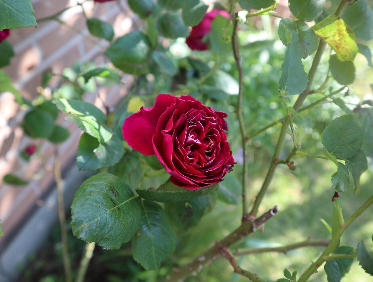 f:id:bluemoonbell:20260506160134j:image f:id:bluemoonbell:20260506160134j:image