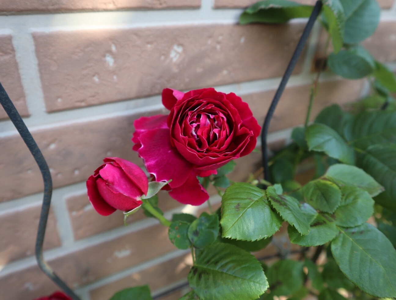 f:id:bluemoonbell:20260506160137j:image f:id:bluemoonbell:20260506160137j:image