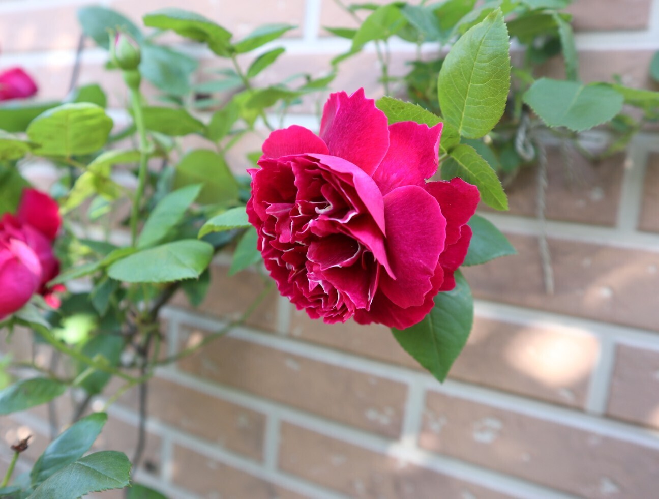 f:id:bluemoonbell:20260506160141j:image f:id:bluemoonbell:20260506160141j:image