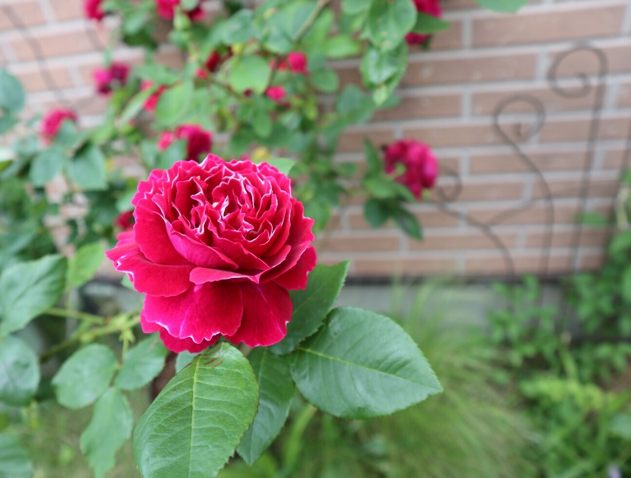 f:id:bluemoonbell:20260506160144j:image f:id:bluemoonbell:20260506160144j:image