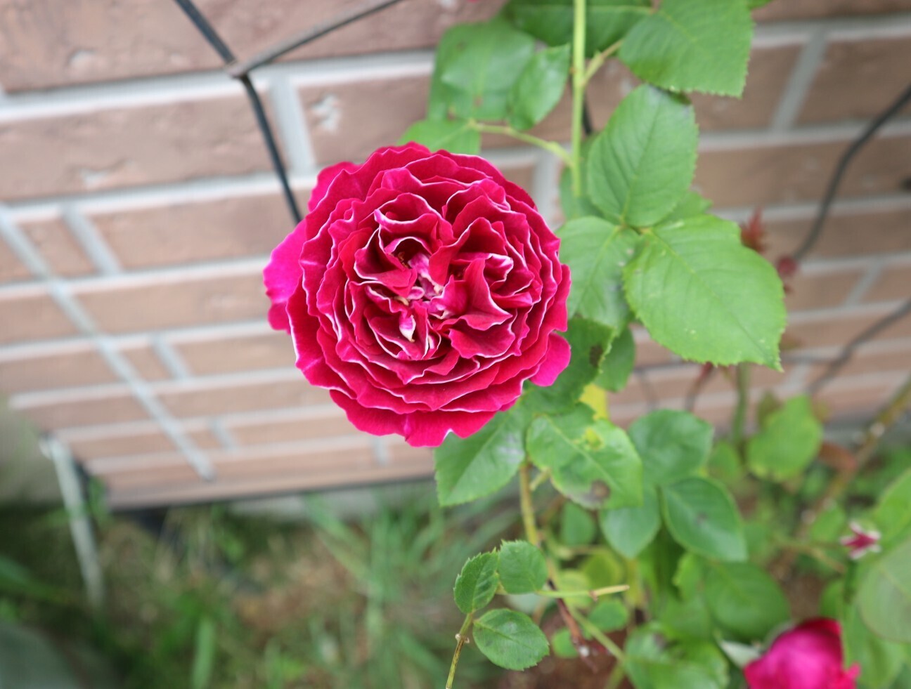 f:id:bluemoonbell:20260506160145j:image f:id:bluemoonbell:20260506160145j:image