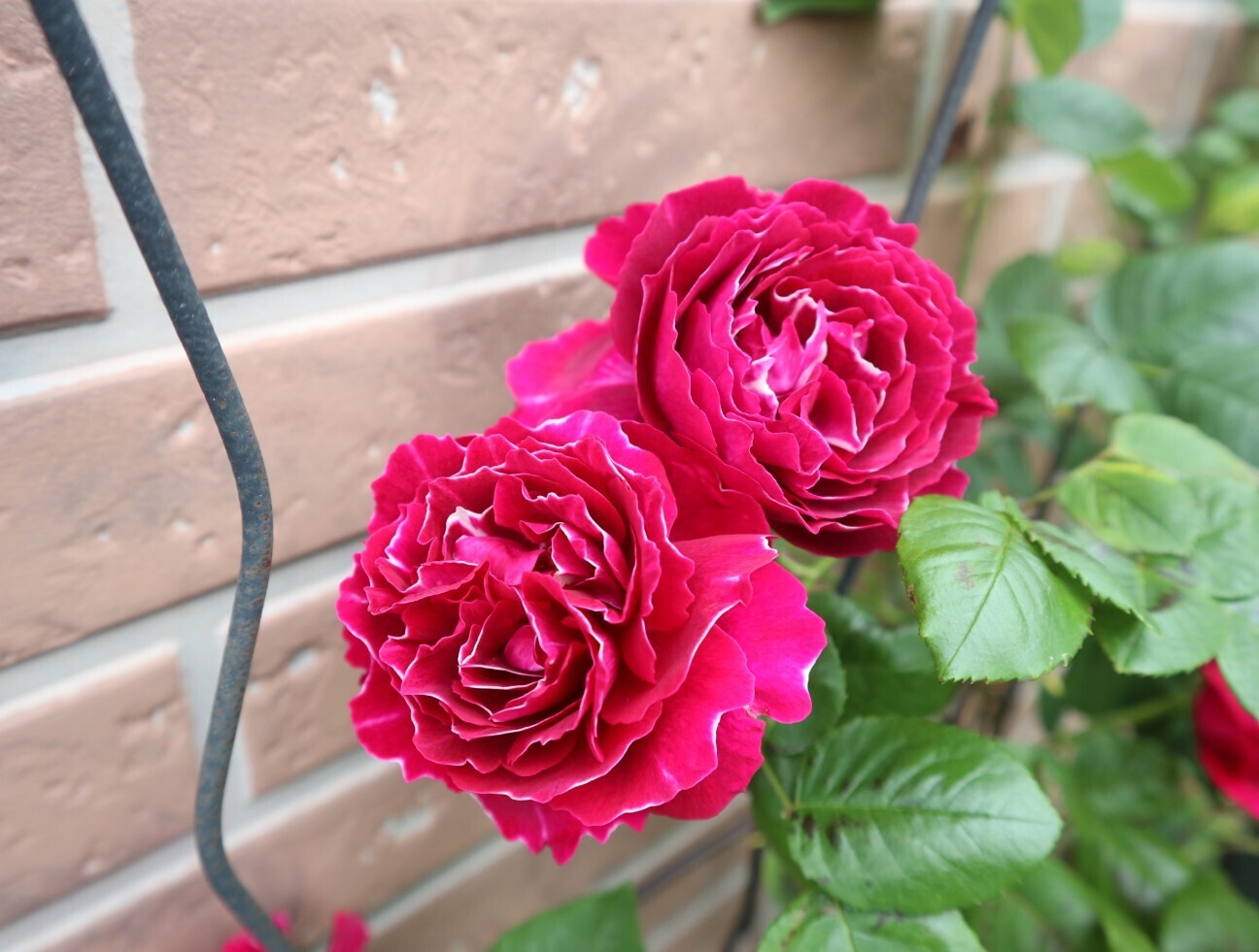 f:id:bluemoonbell:20260506160147j:image f:id:bluemoonbell:20260506160147j:image