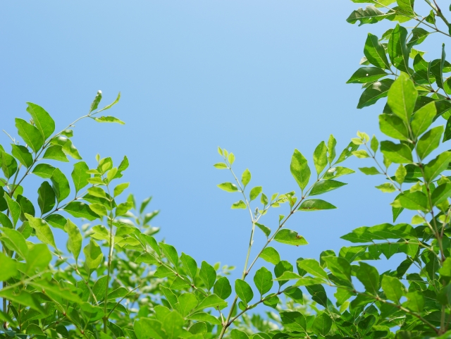 f:id:bluemoonlight39:20180725174008j:plain f:id:bluemoonlight39:20180725174008j:plain