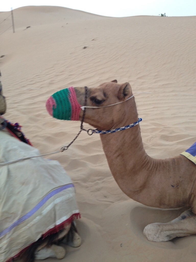 f:id:blueocchi:20170109193945j:image