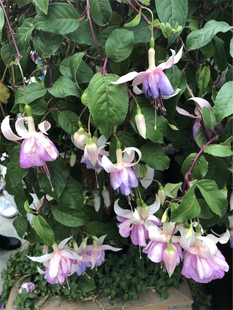 f:id:blueocchi:20180827140859j:image