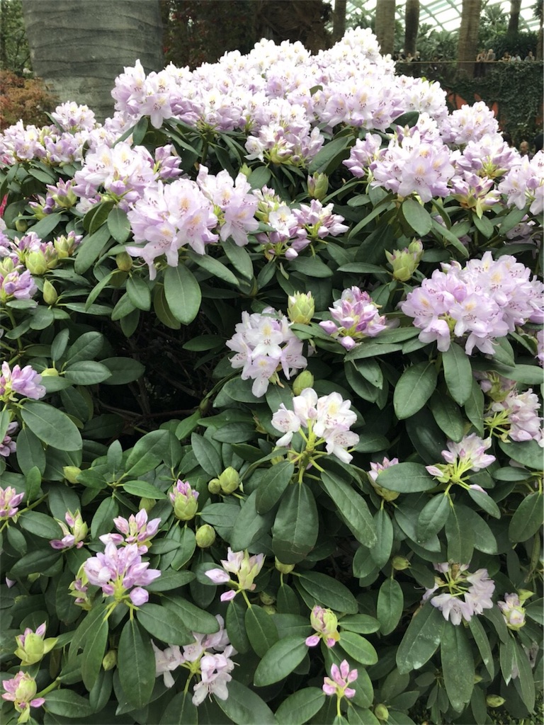 f:id:blueocchi:20180827140916j:image