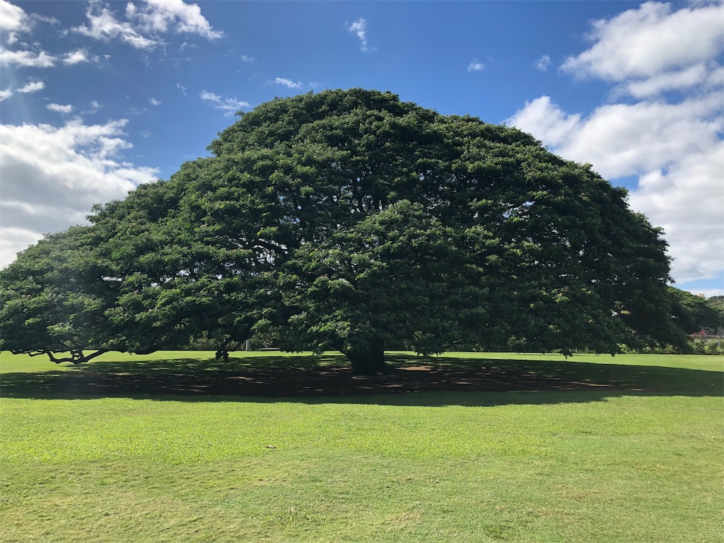 f:id:blueocchi:20190228190659j:image