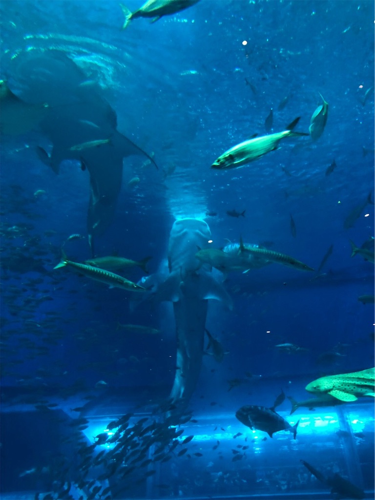 f:id:blueocchi:20190804104047j:image