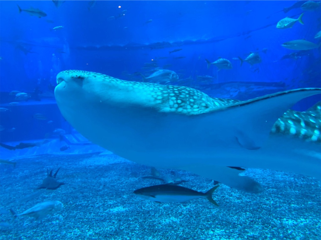 f:id:blueocchi:20190804104143j:image