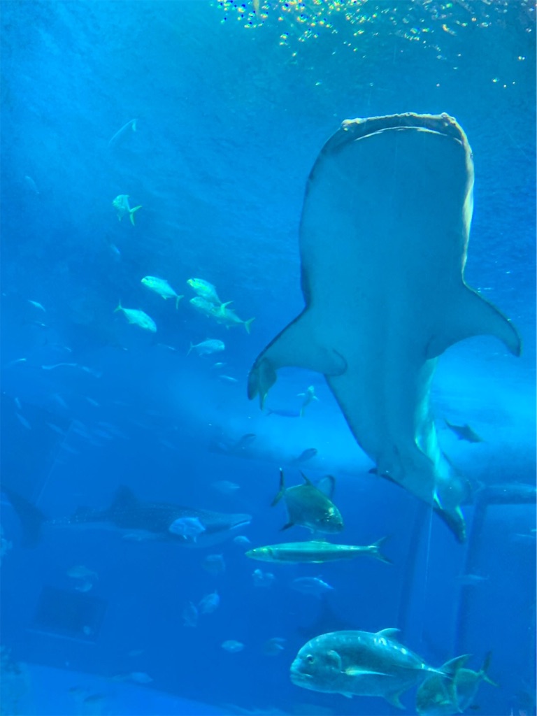 f:id:blueocchi:20190804104159j:image