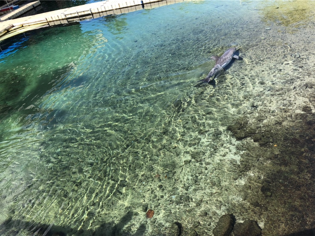 f:id:blueocchi:20200303132949j:image