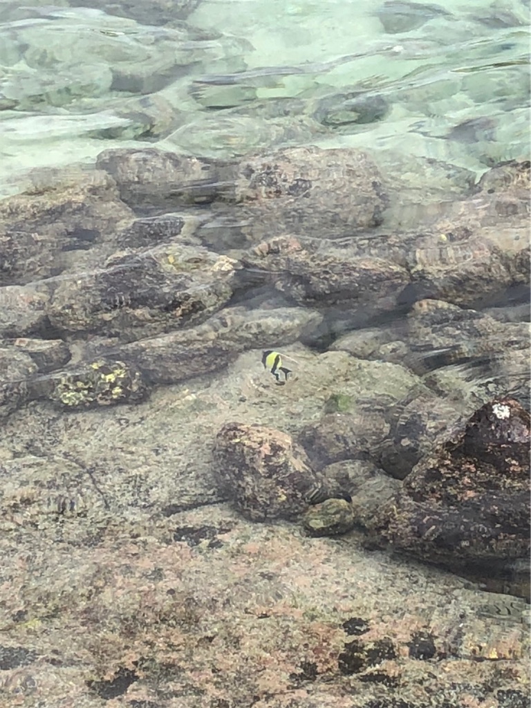 f:id:blueocchi:20200303134551j:image