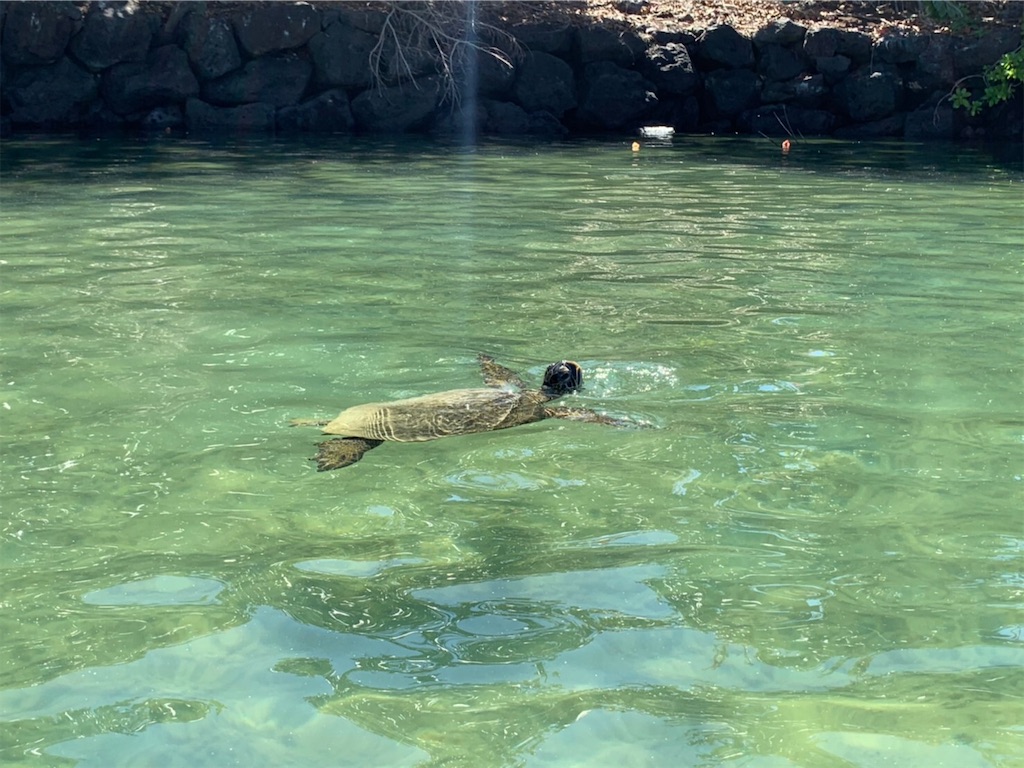 f:id:blueocchi:20200303135245j:image