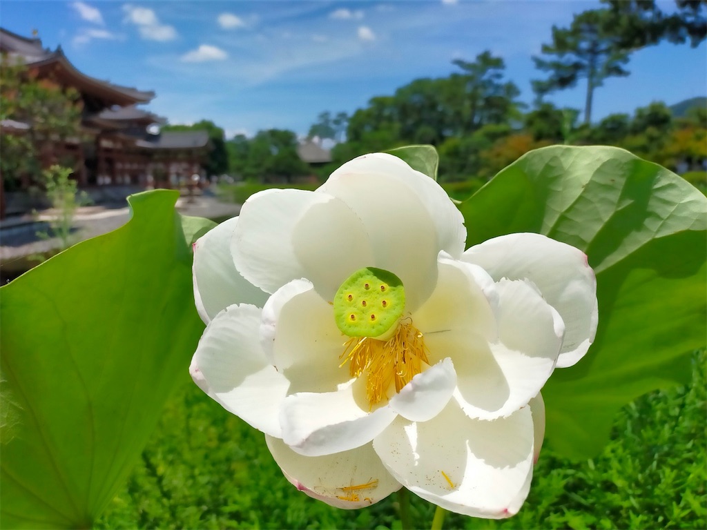 f:id:blueocchi:20210728154250j:image