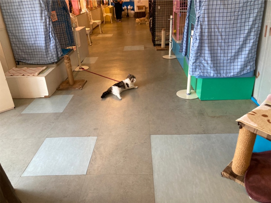 f:id:blueocchi:20220314141641j:image f:id:blueocchi:20220314141641j:image