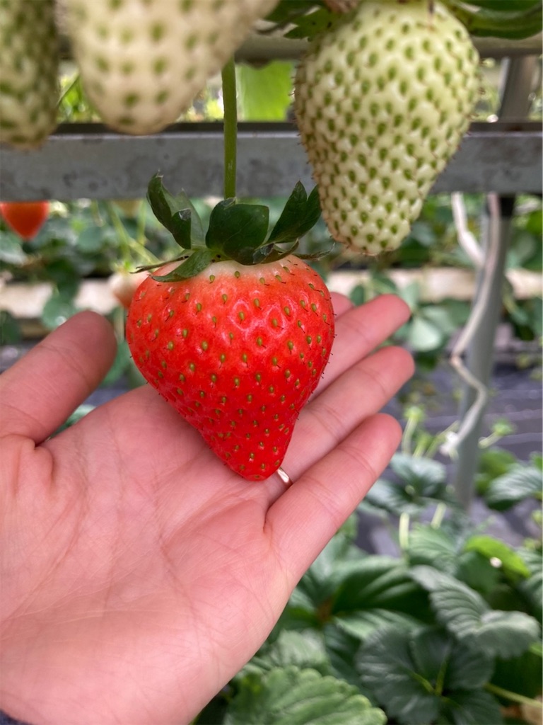 f:id:blueocchi:20220314141654j:image f:id:blueocchi:20220314141654j:image