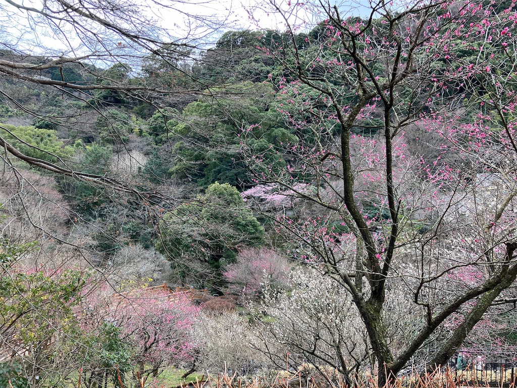 f:id:blueocchi:20230118123638j:image f:id:blueocchi:20230118123638j:image