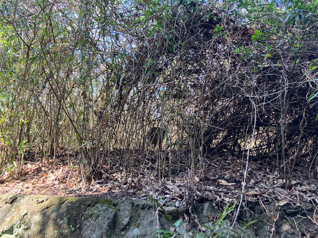 f:id:blueocchi:20230305163316j:image f:id:blueocchi:20230305163316j:image