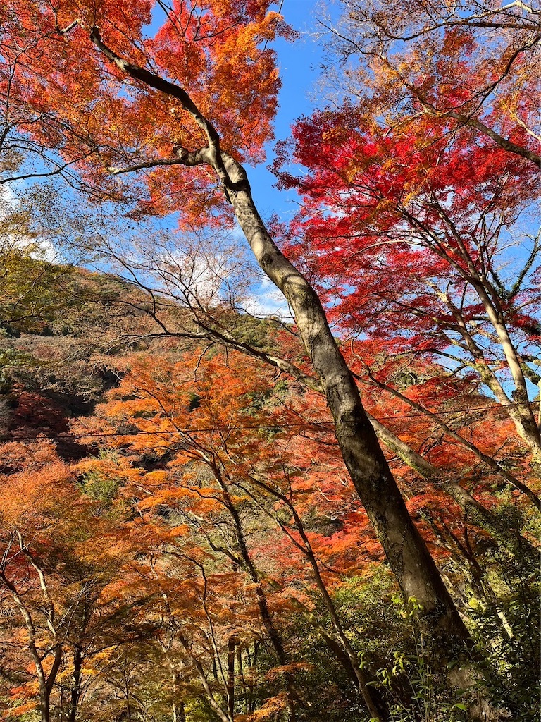 f:id:blueocchi:20231212144355j:image f:id:blueocchi:20231212144355j:image