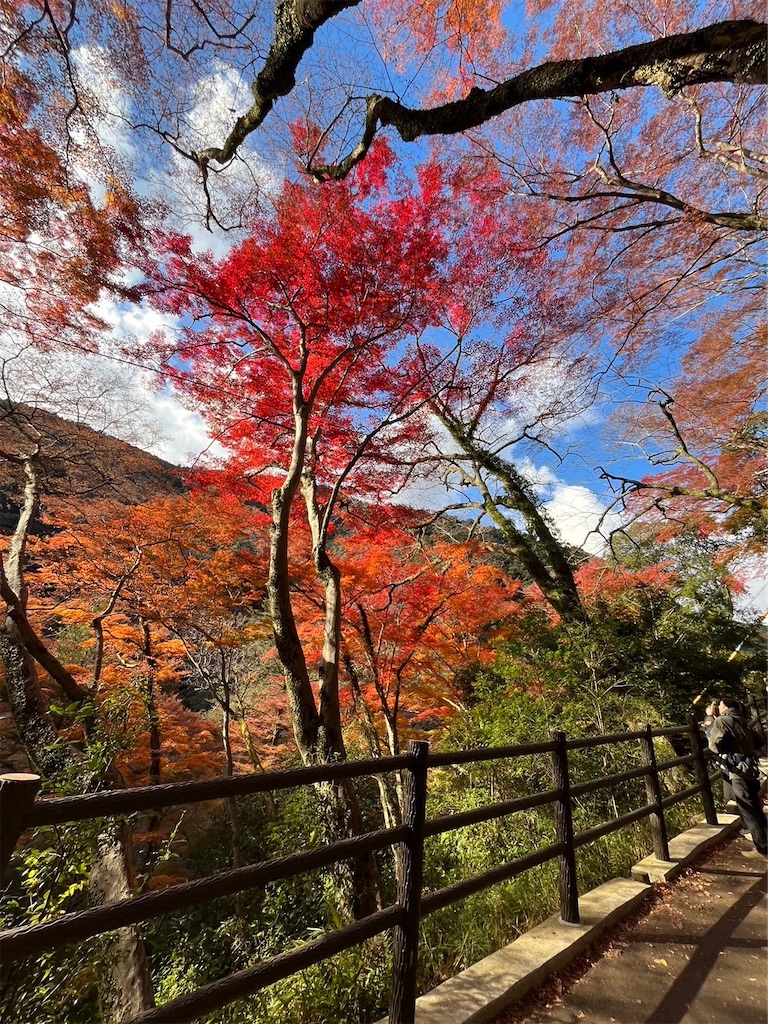 f:id:blueocchi:20231212144400j:image f:id:blueocchi:20231212144400j:image