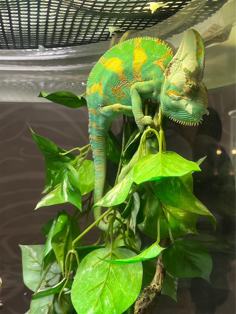 f:id:blueocchi:20231216082259j:image f:id:blueocchi:20231216082259j:image