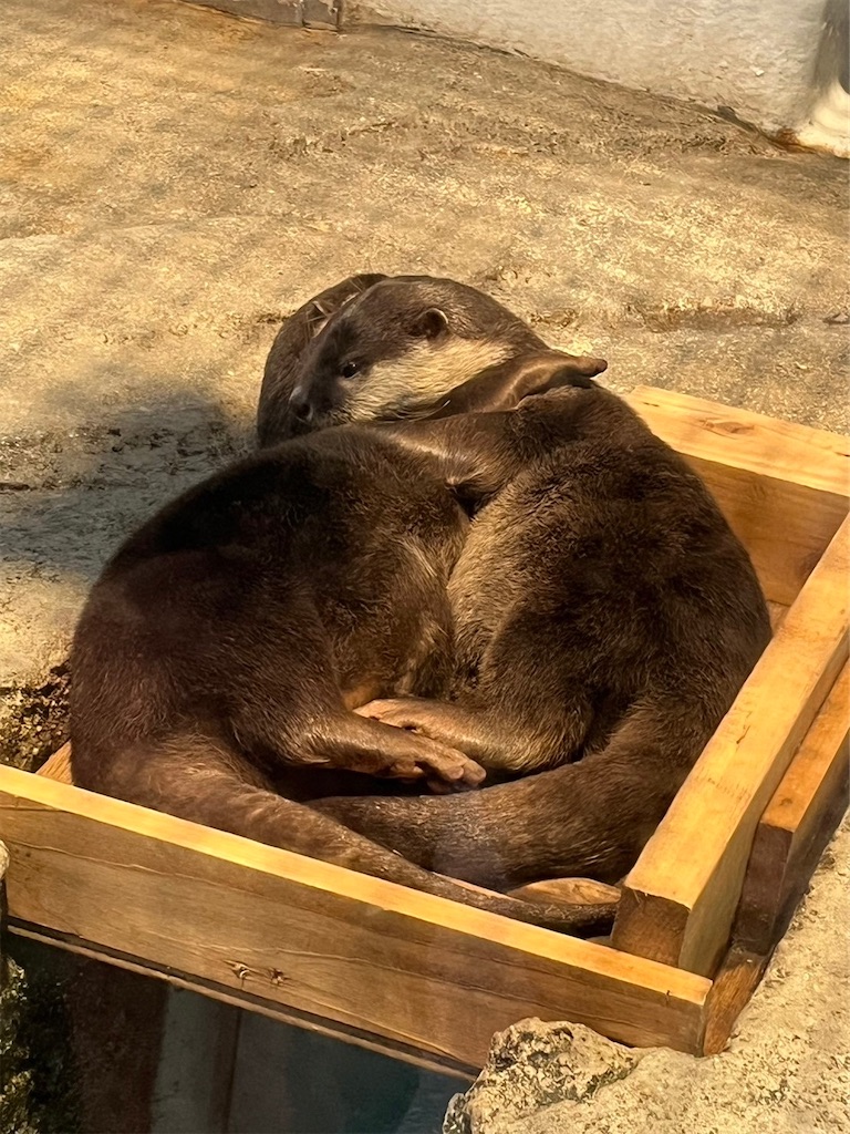 f:id:blueocchi:20231216082308j:image f:id:blueocchi:20231216082308j:image