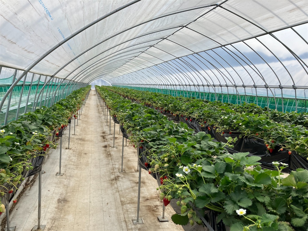 f:id:blueocchi:20240417154529j:image f:id:blueocchi:20240417154529j:image