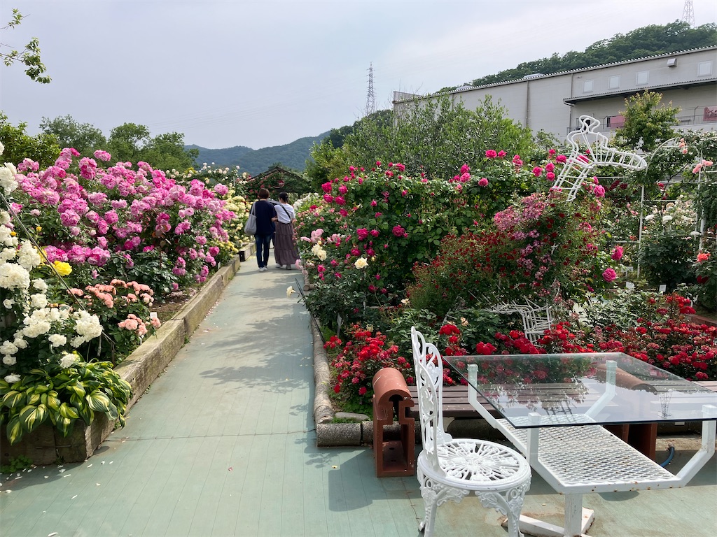 f:id:blueocchi:20240607081135j:image f:id:blueocchi:20240607081135j:image