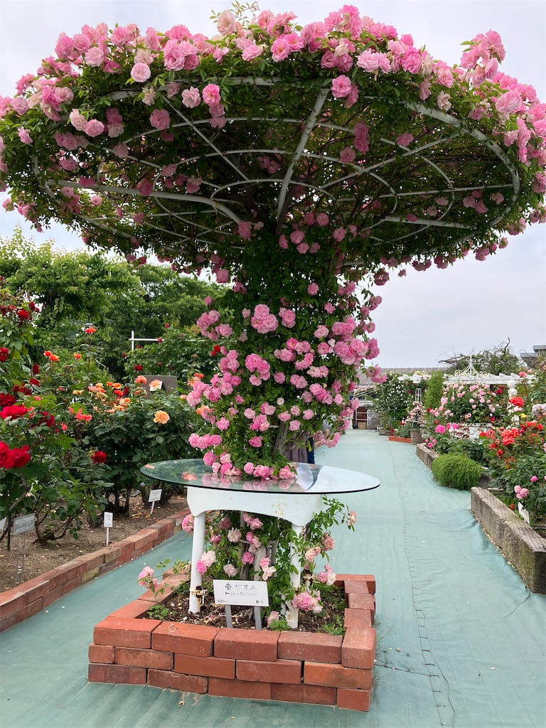 f:id:blueocchi:20240607081138j:image f:id:blueocchi:20240607081138j:image