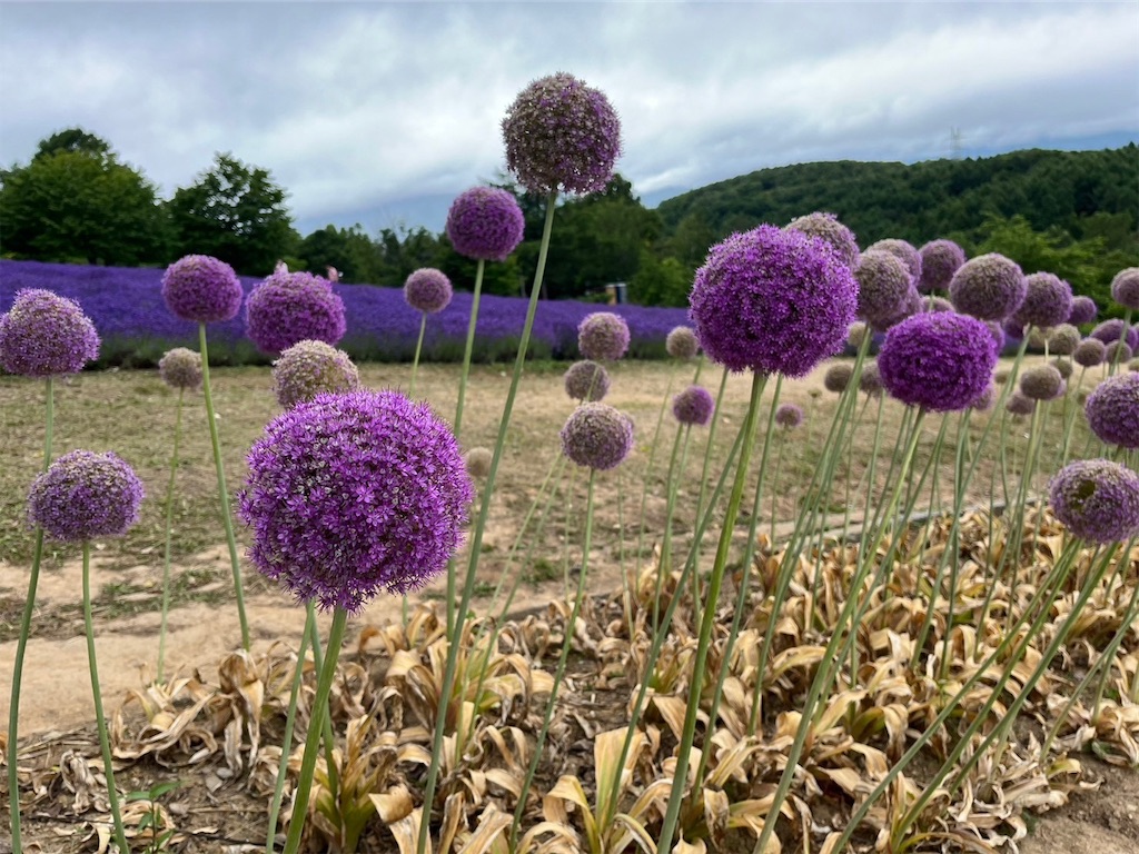 f:id:blueocchi:20240722104347j:image f:id:blueocchi:20240722104347j:image