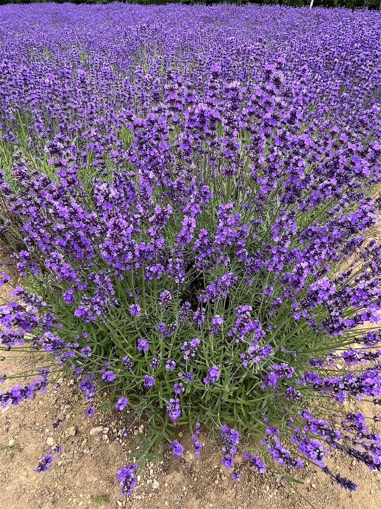 f:id:blueocchi:20240722104350j:image f:id:blueocchi:20240722104350j:image