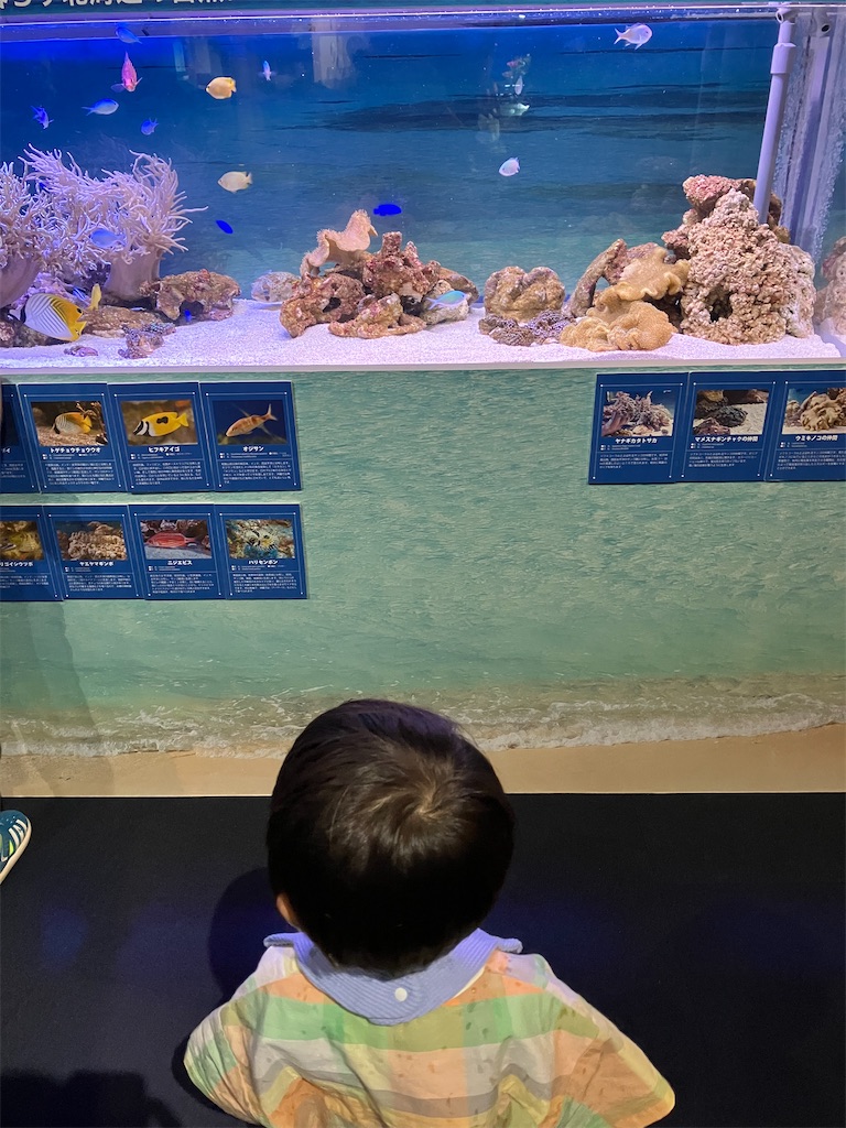 f:id:blueocchi:20240725075725j:image f:id:blueocchi:20240725075725j:image