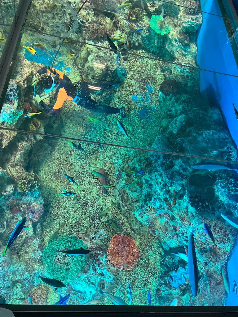 f:id:blueocchi:20240928133859j:image f:id:blueocchi:20240928133859j:image