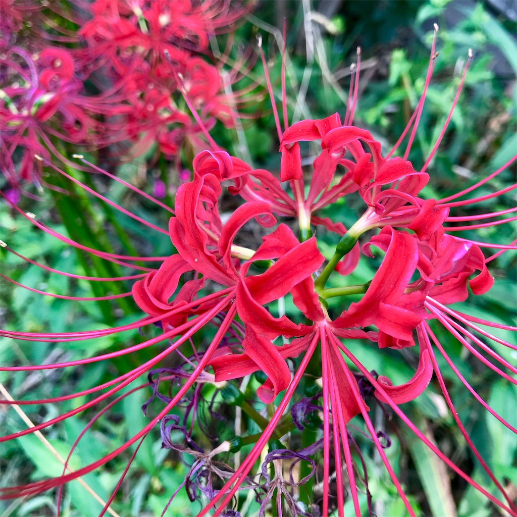f:id:blueresonant:20191002172839j:image