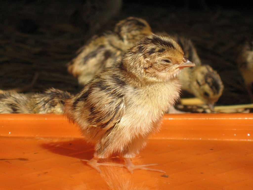 f:id:blues_harp:20180628000041j:plain f:id:blues_harp:20180628000041j:plain