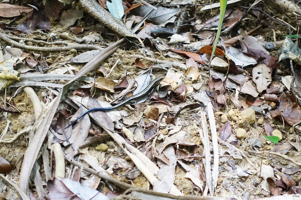 f:id:blueshark20:20190821171809j:plain f:id:blueshark20:20190821171809j:plain