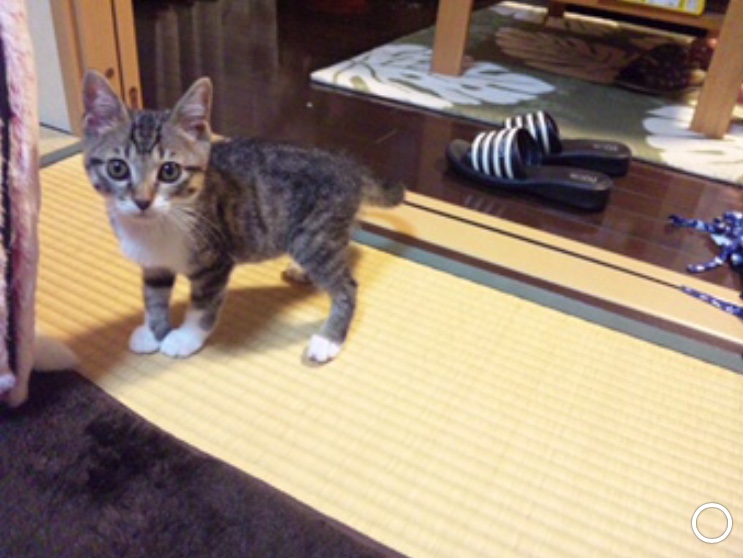 f:id:bluesky-18-tt:20190215224131j:plain