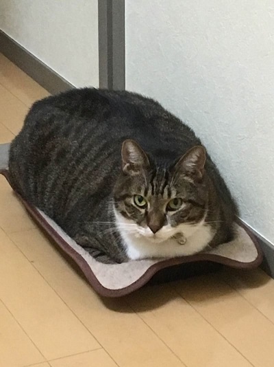 f:id:bluesky-18-tt:20190227235724j:plain