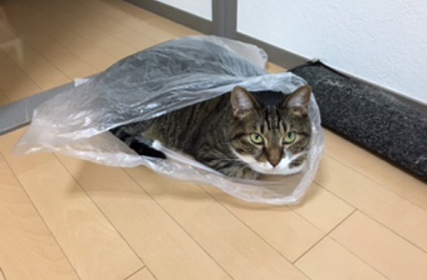 f:id:bluesky-18-tt:20190227235741j:plain