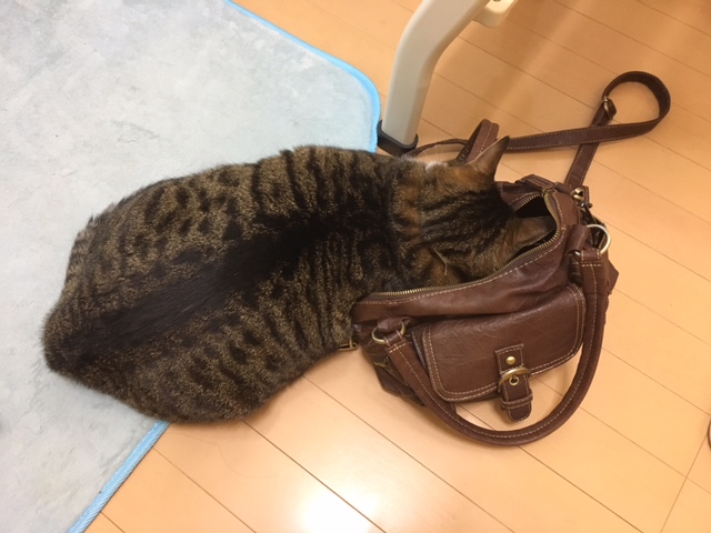 f:id:bluesky-18-tt:20190227235914j:plain
