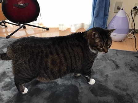 f:id:bluesky-18-tt:20190228021918j:plain