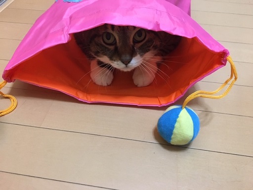 f:id:bluesky-18-tt:20190517184923j:plain