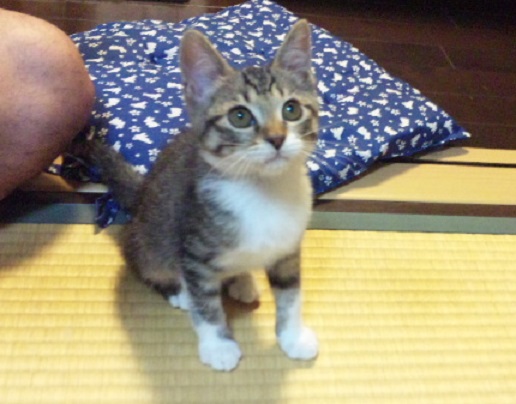 f:id:bluesky-18-tt:20190517185650j:plain