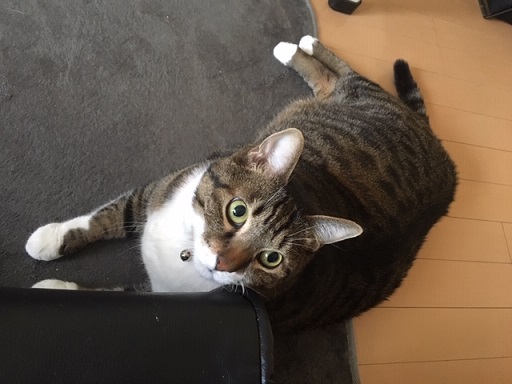 f:id:bluesky-18-tt:20190517185740j:plain