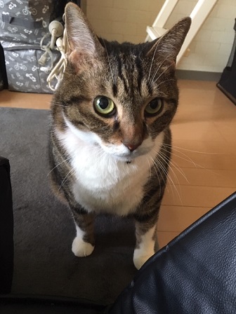 f:id:bluesky-18-tt:20190517194253j:plain