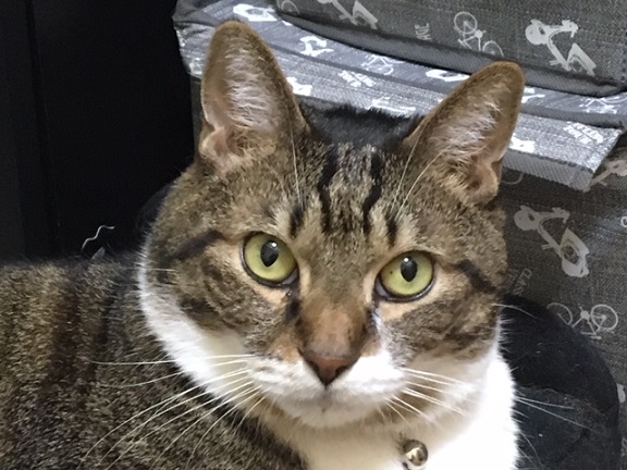 f:id:bluesky-18-tt:20190611195856j:plain